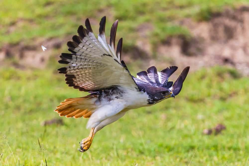 Augur buzzard Tanzania safari guide image 1