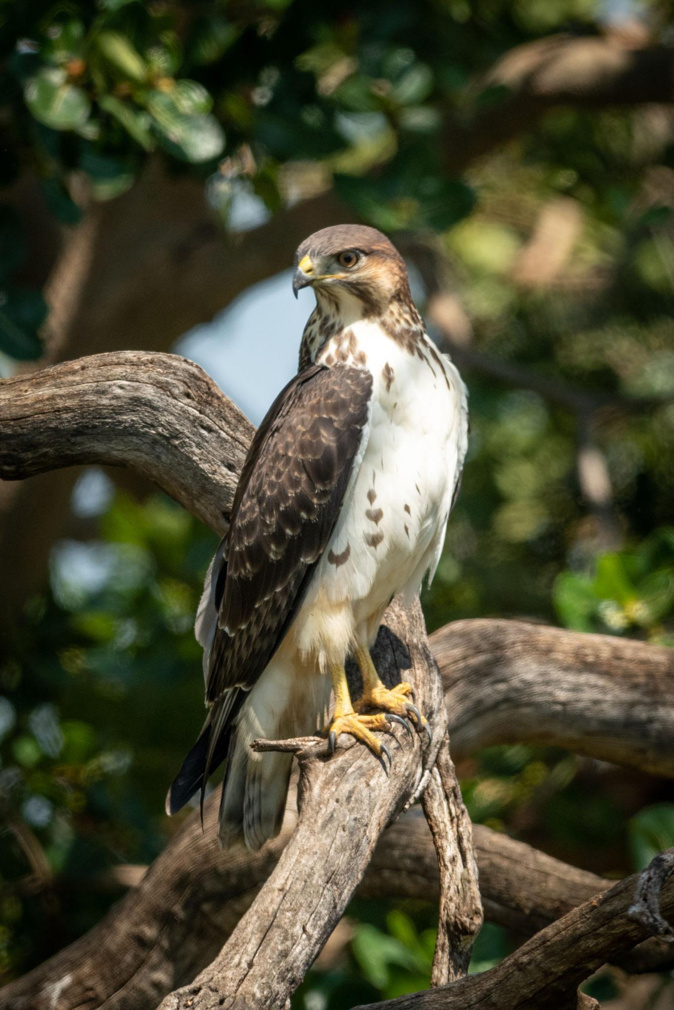 Augur buzzard Tanzania safari guide image 3