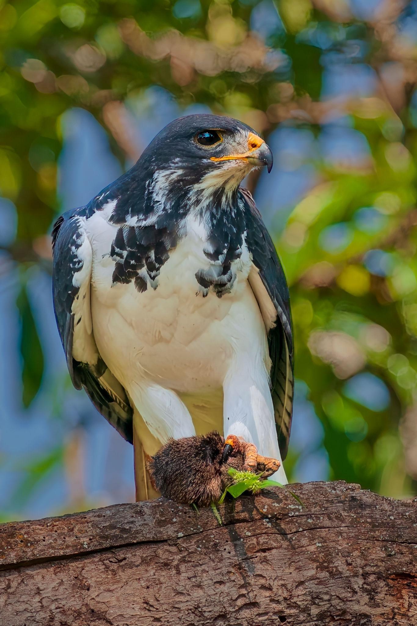 Augur buzzard Tanzania safari guide image 5