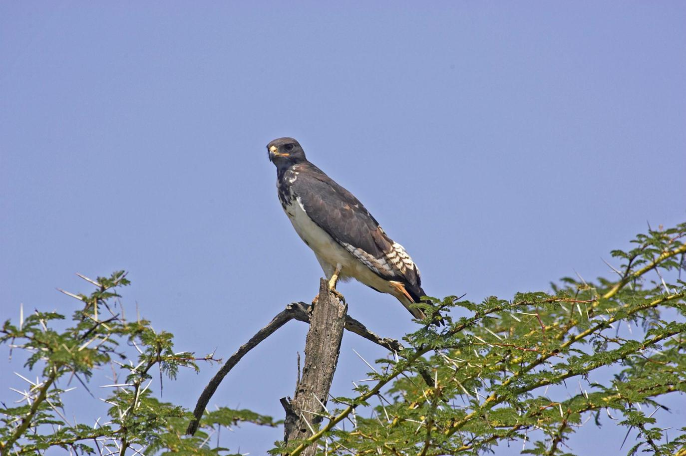 Augur buzzard Tanzania safari guide image 7