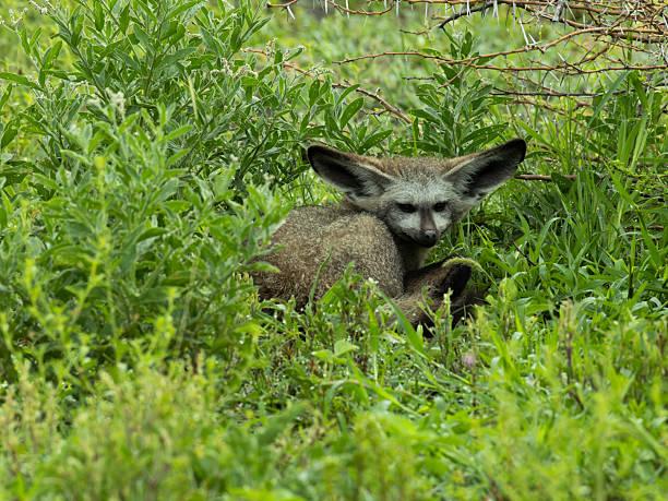 Bat Tanzania safari guide image 1