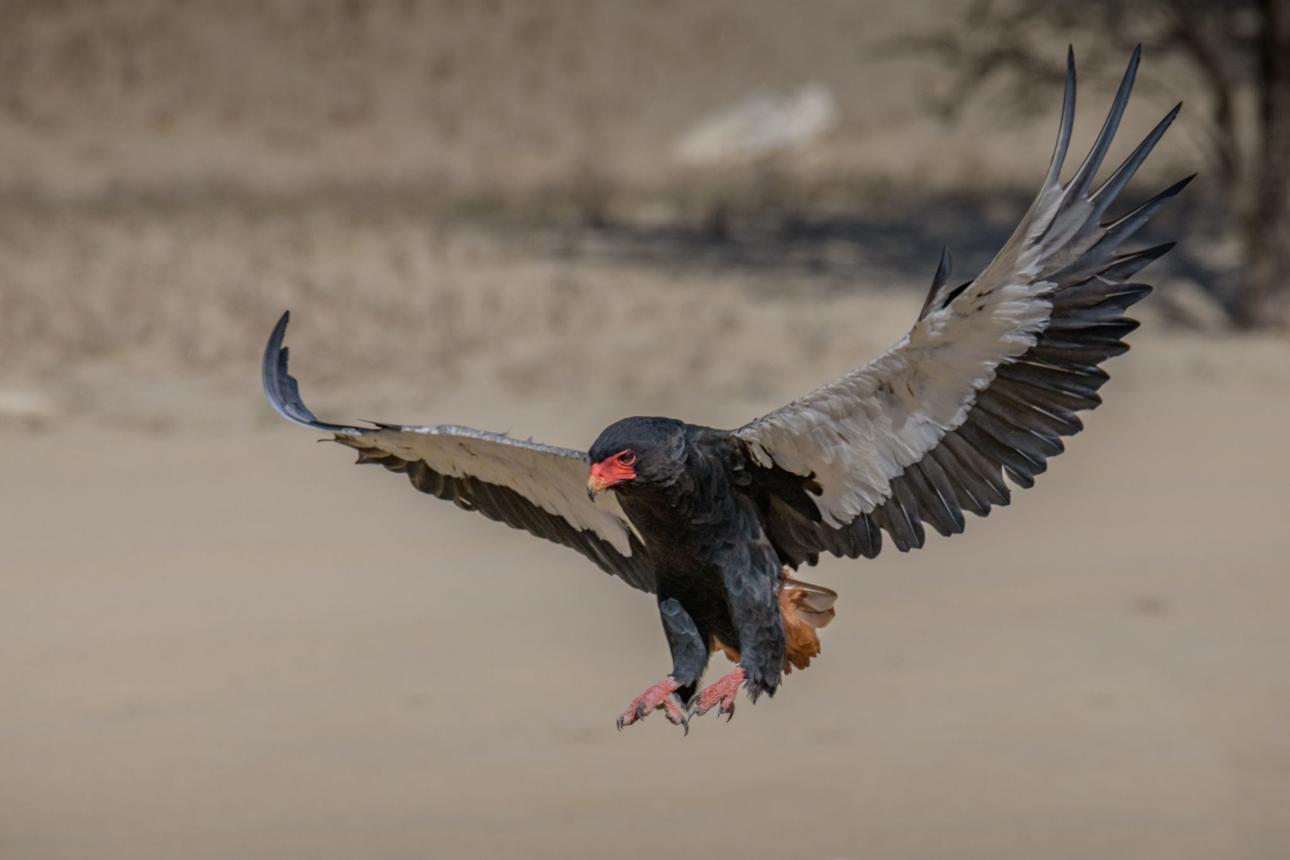 Bateleur eagle Tanzania safari guide image 1