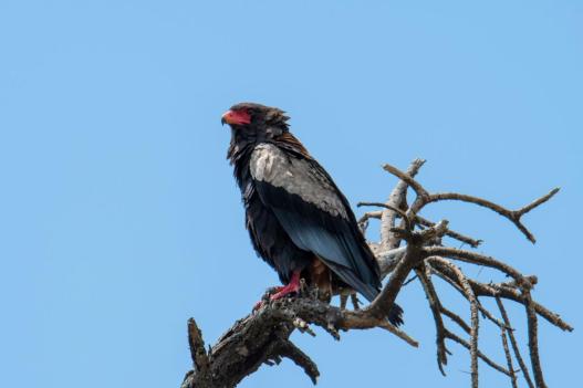 Bateleur eagle Tanzania safari guide image 3