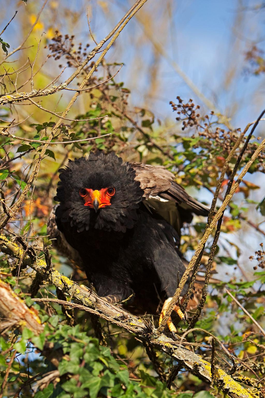 Bateleur eagle Tanzania safari guide image 5