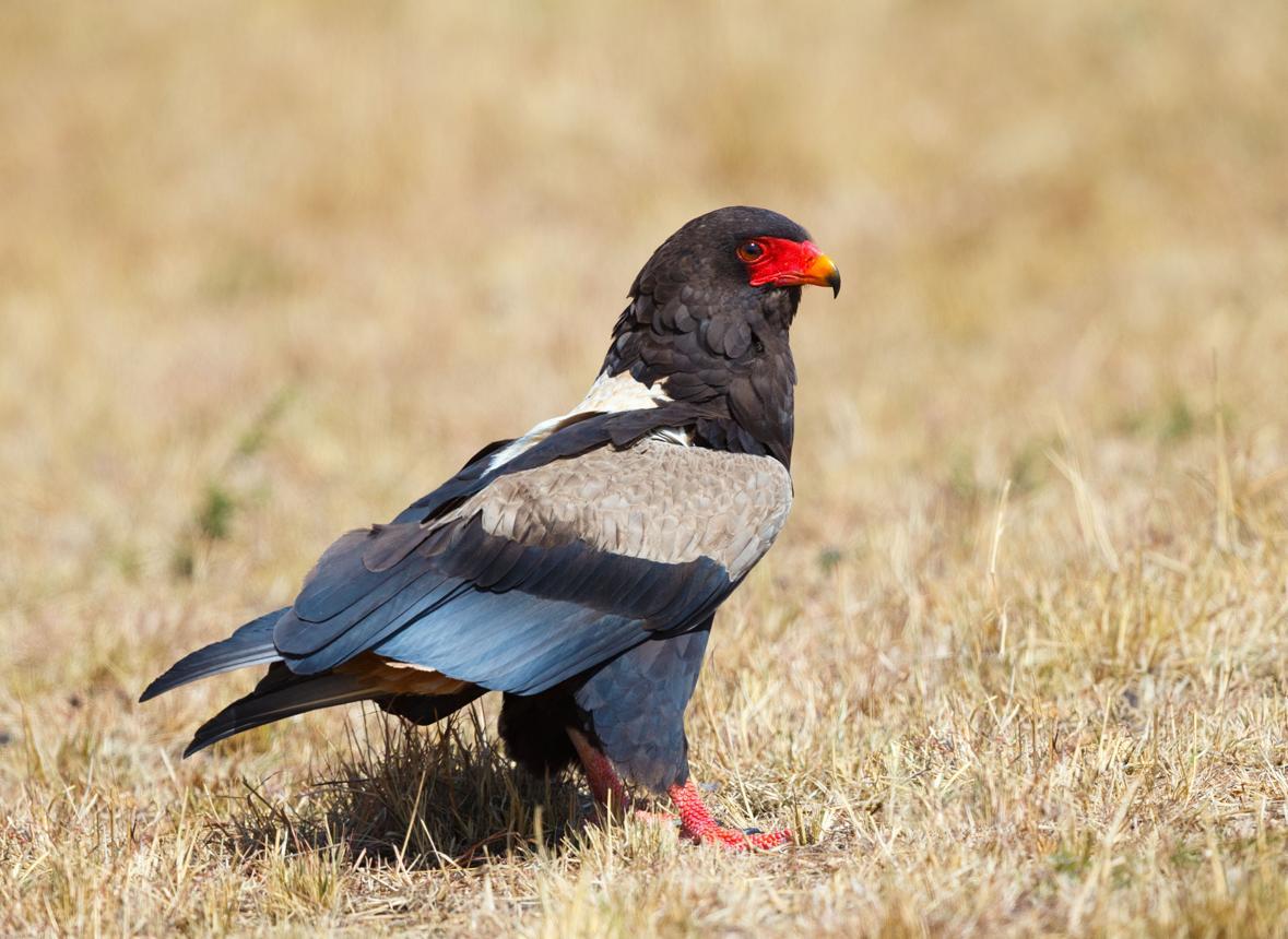 Bateleur eagle Tanzania safari guide image 6