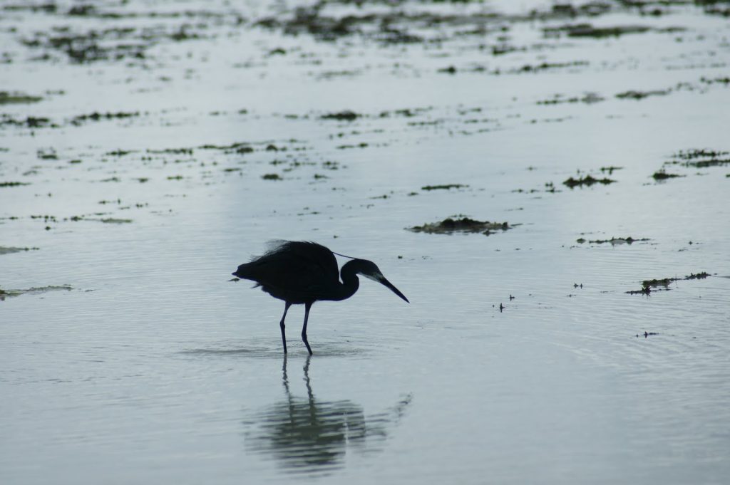 Real travel image for Best Parks to Visit From Zanzibar for a Short Safari