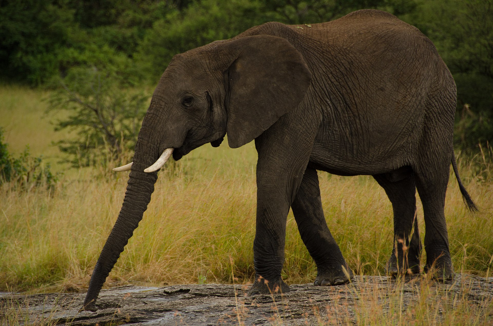 Real travel image for Best Serengeti Camps for Migration Timing