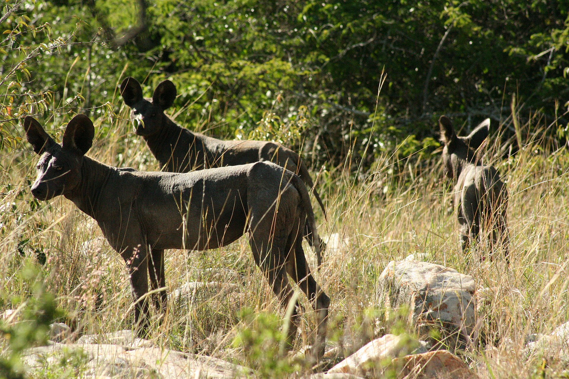 Real travel image for Best Tanzania Safari Itinerary for Americans