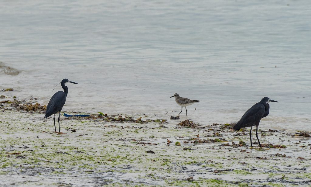 Real travel image for Best Time for a Zanzibar Beach Holiday How to Match the Coast to Your Trip
