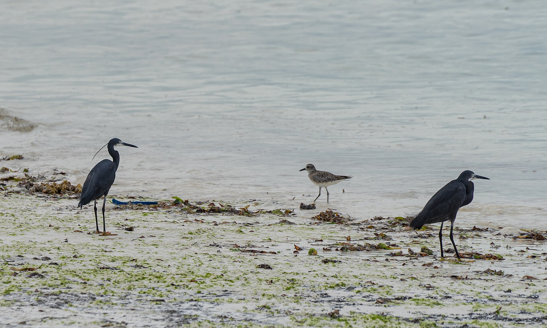 Real travel image for Best Time for a Zanzibar Beach Holiday How to Match the Coast to Your Trip