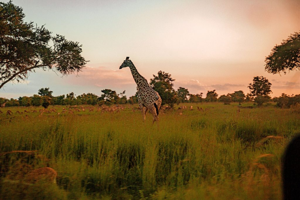 Real travel image for Best Time to Visit Mikumi How Seasonality Changes the Safari