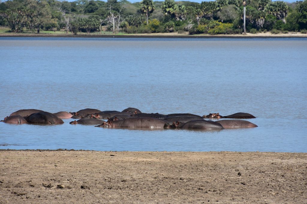 Real travel image for Best Time to Visit Nyerere How to Match Season to Safari Style
