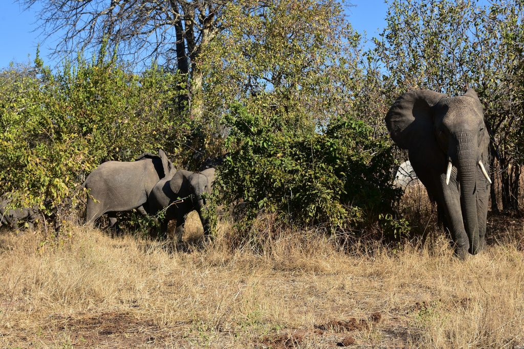 Real travel image for Best Time to Visit Ruaha When the Park Feels Most Rewarding