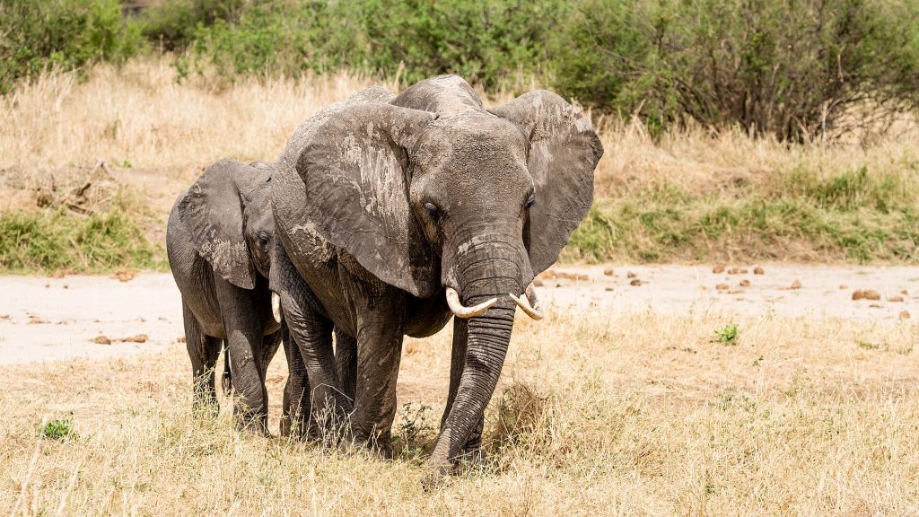Real travel image for Best Time to Visit Tarangire How Seasonality Changes the Safari