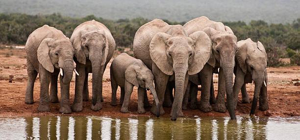 Big Five Africa Tanzania safari guide image 1