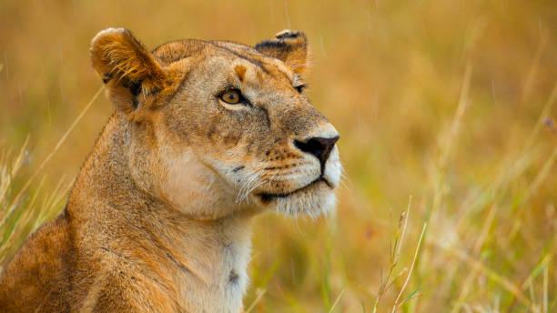 Big Five Africa Tanzania safari guide image 2