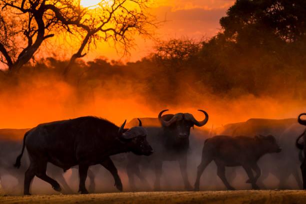 Big Five Photography Tanzania safari guide image 1
