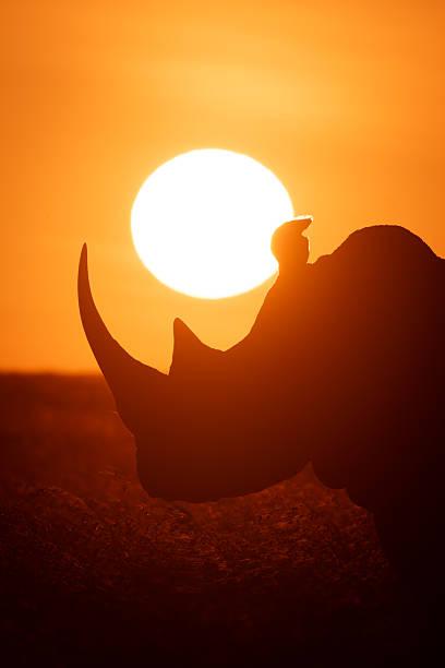Big Five Photography Tanzania safari guide image 3