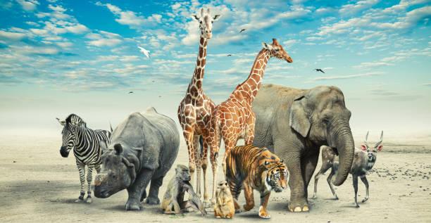 Big Five Safari Keywords in Tanzania Tanzania safari guide image 1