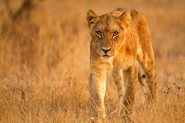 Big Five Safari Keywords in Tanzania Tanzania safari guide image 5