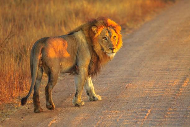 Big Five Safari Tanzania safari guide image 2
