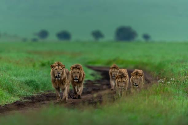 Big Five Tracking Tanzania safari guide image 1