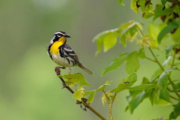 Bird Species of Tanzania Tanzania safari guide image 2