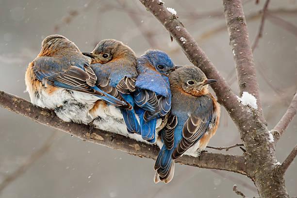 Bird Species of Tanzania Tanzania safari guide image 3