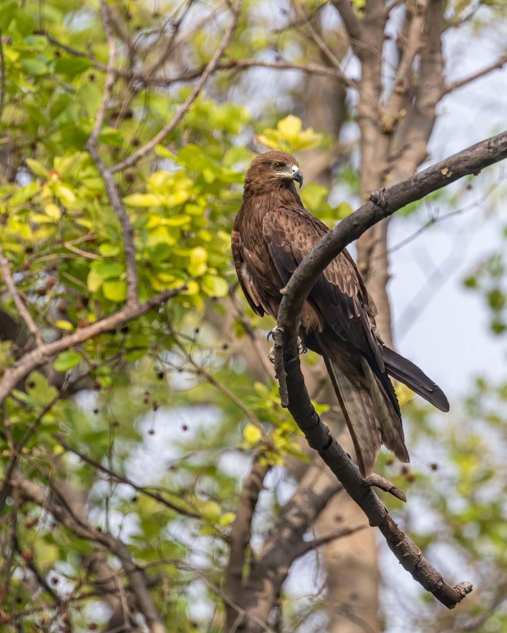 Black kite bird image 3 for Tanview Safaris birdwatching guide
