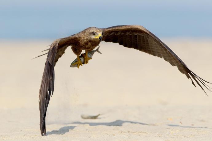 Black kite bird image 3 for Tanview Safaris birdwatching guide