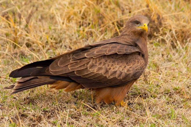 Black kite bird image 4 for Tanview Safaris birdwatching guide