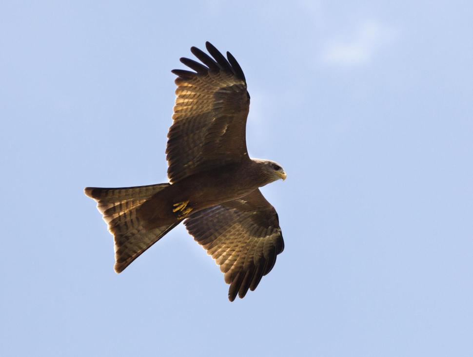 Black kite bird image 6 for Tanview Safaris birdwatching guide