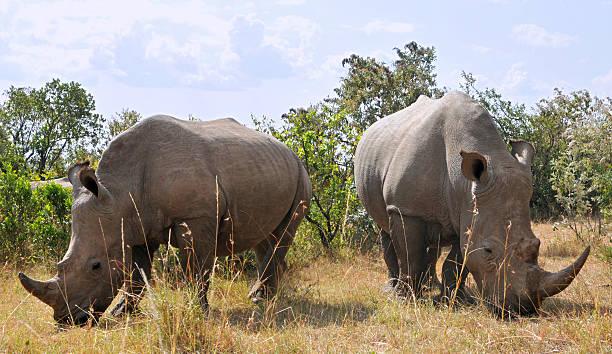 Black Rhino Tanzania safari guide image 2