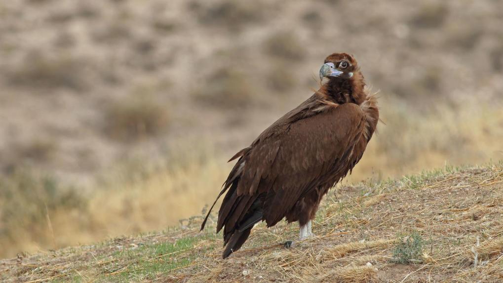 Brown snake eagle Tanzania safari guide image 2