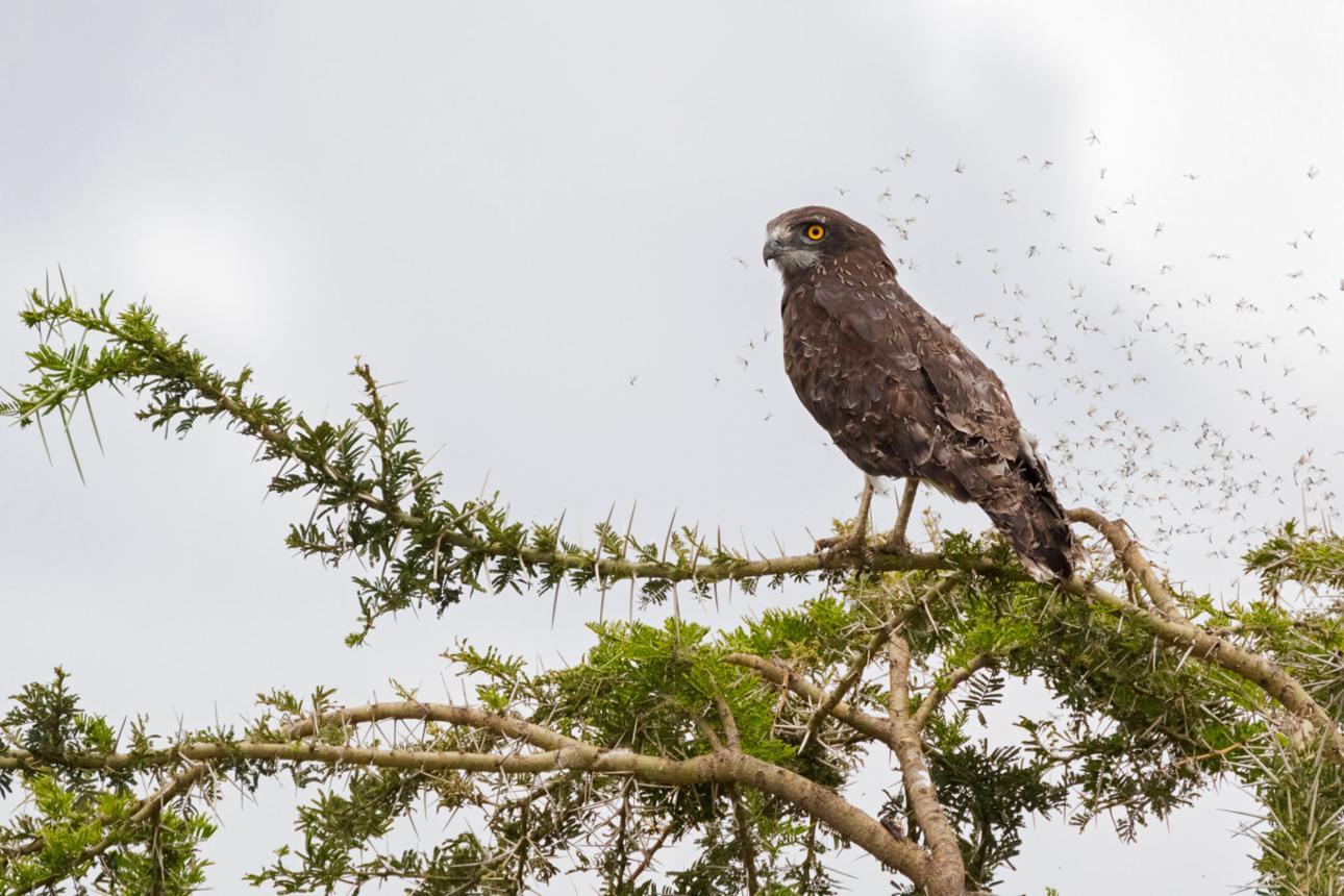 Brown snake eagle Tanzania safari guide image 4