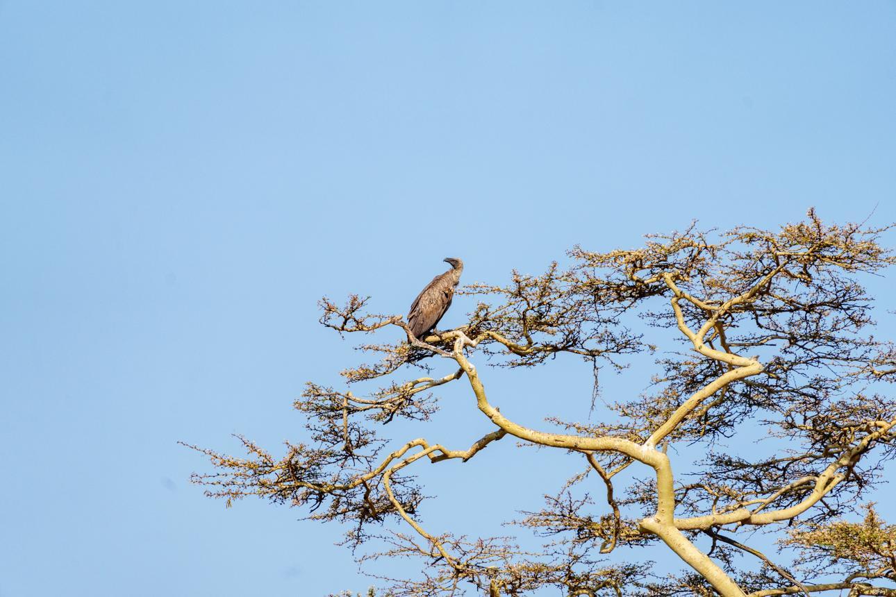 Brown snake eagle Tanzania safari guide image 5