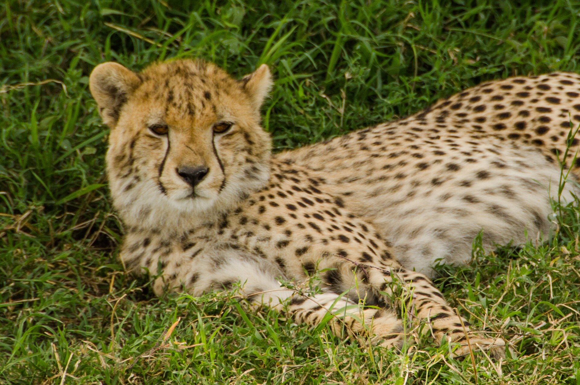 Safari vehicle in Tanzania for budget and mid-range safari comparison