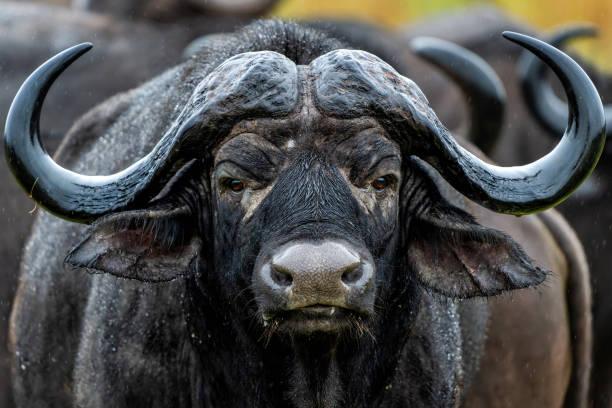 Buffalo Safari Tanzania safari guide image 3