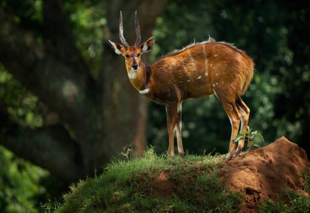 Bushbuck Tanzania safari guide image 1