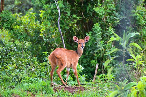 Bushbuck Tanzania safari guide image 2