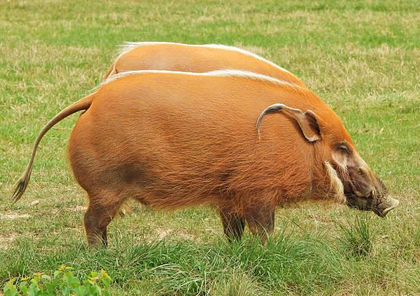 Bushpig Tanzania safari guide image 3