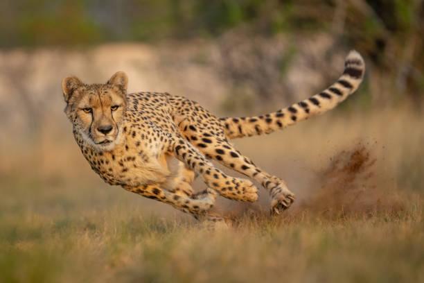 Cheetah Tanzania safari guide image 1