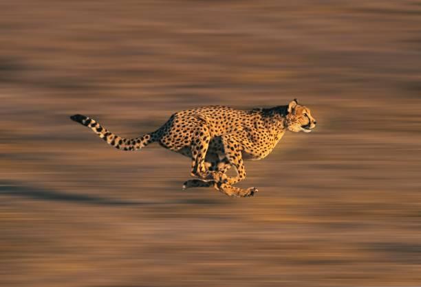 Cheetah Tanzania safari guide image 2