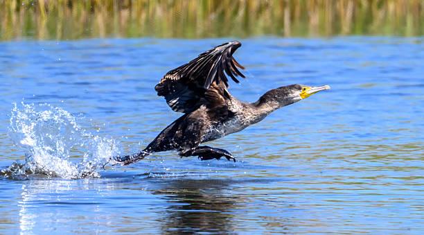 Cormorant Tanzania safari guide image 1