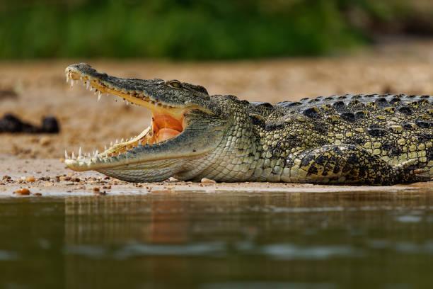 Crocodile Tanzania safari guide image 1