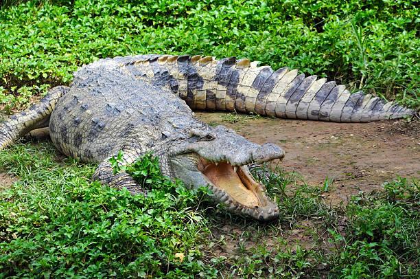 Crocodile Tanzania safari guide image 3