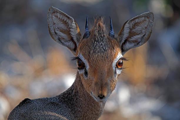 Dik Tanzania safari guide image 3