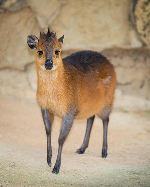Duiker Tanzania safari guide image 2