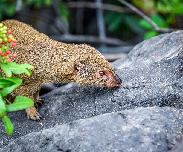 Dwarf Mongoose Tanzania safari guide image 1