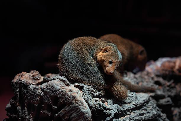 Dwarf Mongoose Tanzania safari guide image 3
